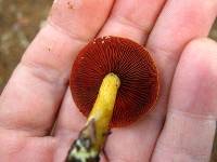 Cortinarius semisanguineus image