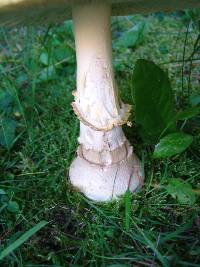 Amanita muscaria image