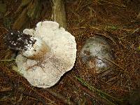 Tricholoma virgatum image