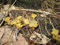 Leotia lubrica image