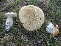 Boletus chippewaensis image