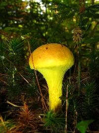 Pulveroboletus ravenelii image