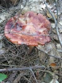 Amanita rubescens image