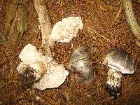 Tricholoma virgatum image