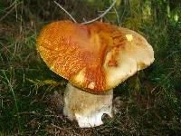 Boletus chippewaensis image