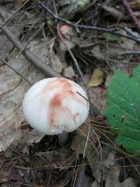 Amanita rubescens image