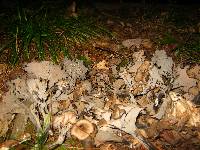 Craterellus fallax image