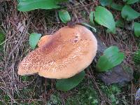 Lactarius volemus image