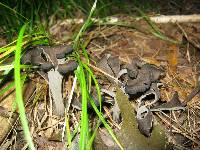 Craterellus fallax image