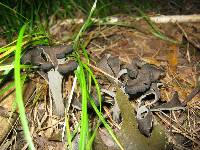 Craterellus fallax image