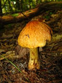 Cortinarius corrugatus image