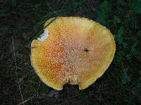 Amanita muscaria var. guessowii image