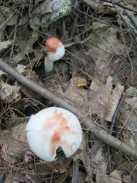 Amanita rubescens image