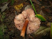 Laccaria laccata image