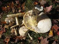 Amanita muscaria image