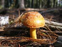 Amanita flavoconia image