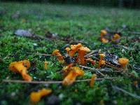 Cantharellus minor image