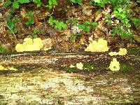 Laetiporus sulphureus image