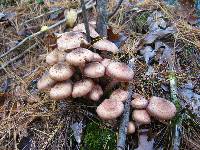 Armillaria solidipes image