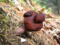 Gyromitra esculenta image