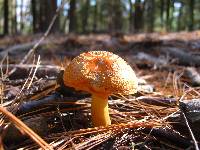 Amanita flavoconia image