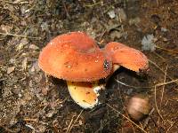 Lactifluus hygrophoroides image