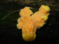 Laetiporus sulphureus image