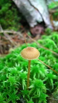 Galerina paludosa image