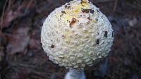 Amanita muscaria image