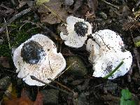 Image of Tricholoma subresplendens