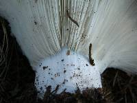 Russula brevipes image