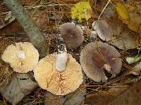 Lactarius mammosus image