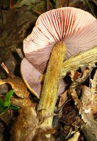 Cortinarius corrugatus image