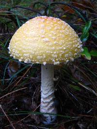 Amanita muscaria var. guessowii image