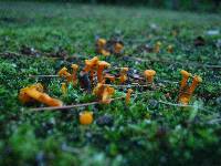 Cantharellus minor image