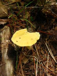 Entoloma murrayi image