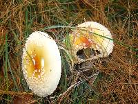 Amanita muscaria var. guessowii image