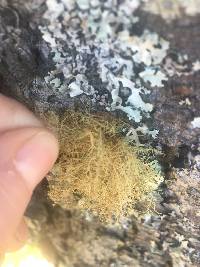 Usnea rubicunda image