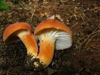 Lactifluus hygrophoroides image