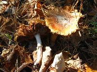 Cortinarius caperatus image