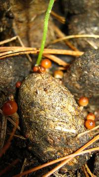 Psilocybe coprophila image