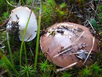 Suillus brevipes image