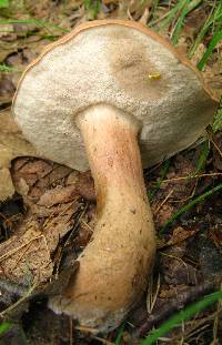 Tylopilus indecisus image