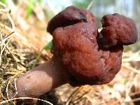 Gyromitra esculenta image