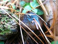 Hygrophorus fuligineus image