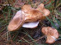 Armillaria solidipes image