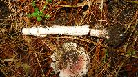 Amanita rubescens image