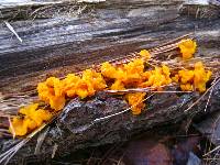Dacrymyces chrysospermus image