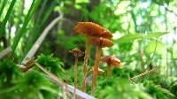 Galerina paludosa image