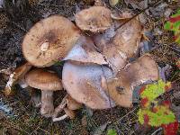 Armillaria solidipes image